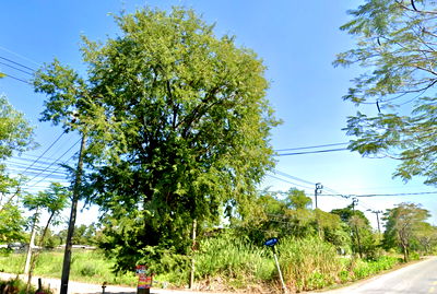 ขายที่ดิน : ที่ดินจัดสรร หนองจอก 300 ตร.วา แบ่งแปลง 100 ตร.วา × 3 แปลง
