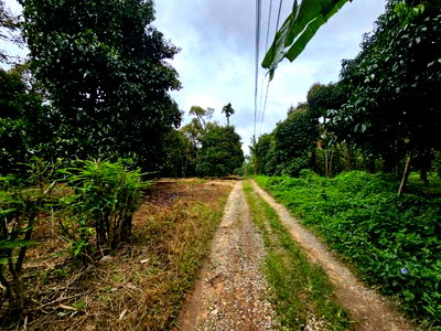 Land for sale : Land for sale, mixed orchard, fruit orchard, Tha Mai District, Chanthaburi