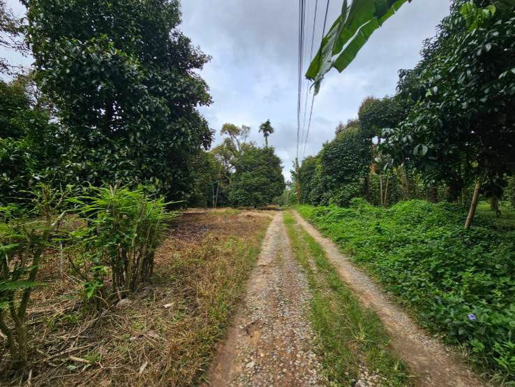 รูป ขายที่ดินสวนผสม สวนผลไม้ อำเภอท่าใหม่  จันทบุรี - รูปที่ 1/11