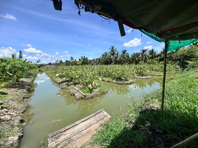 รูป ขายที่ดินสวนผลไม้ อำเภอสามพราน ตำบลคลองจินดา นครปฐม 25 ไร่ (N.1737) - รูปที่ 6/8