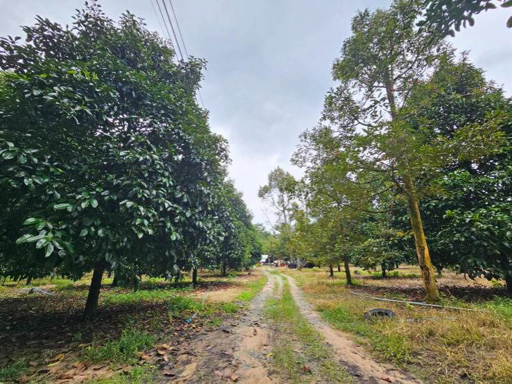 รูป ขายที่ดินสวนผสม สวนผลไม้ อำเภอท่าใหม่  จันทบุรี - รูปที่ 2/11