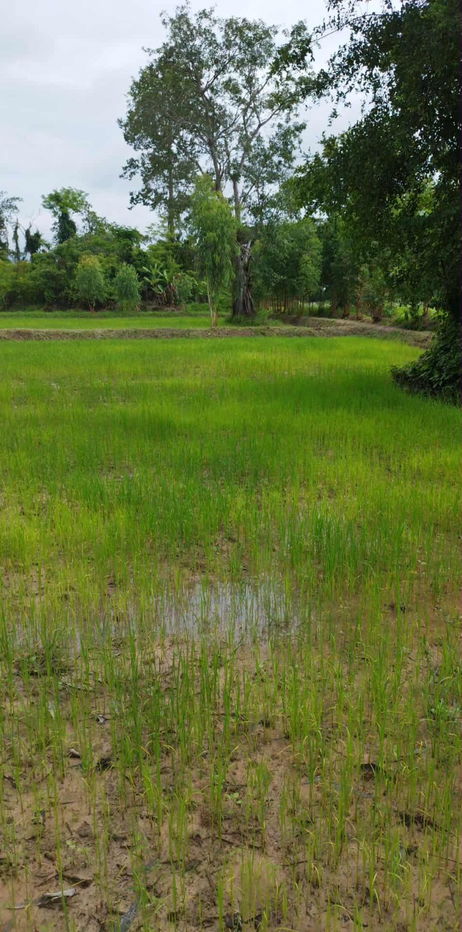 รูป ขายที่ดิน 1 ไร่ ใกล้คำชะโนดจังหวัดอุดรธานี - รูปที่ 4/6