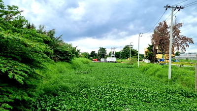 Land for sale Bangkok : Purple Zone Land for Sale – Ideal for Factory, Warehouse, or Office Development