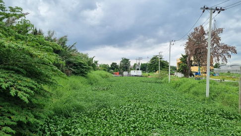 ขายที่ดินสีม่วง เทียนทะเล สร้างโรงงาน/โกดัง/สำนักงาน/ที่พักอาศัย บางขุนเทียน กรุงเทพฯ