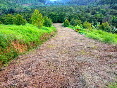 Land for sale : 130 Rai Fruit & Rubber Plantation for Sale in Ranong – Surrounded by Natural Stream