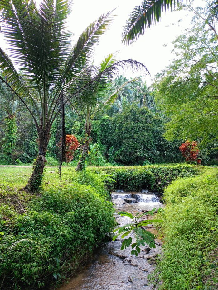 picture 130 Rai Fruit & Rubber Plantation for Sale in Ranong – Surrounded by Natural Stream - 4/5