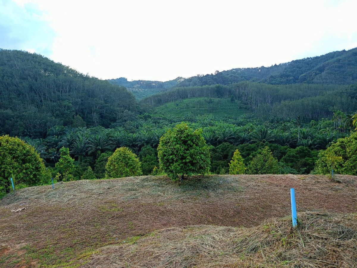 picture 130 Rai Fruit & Rubber Plantation for Sale in Ranong – Surrounded by Natural Stream - 2/5