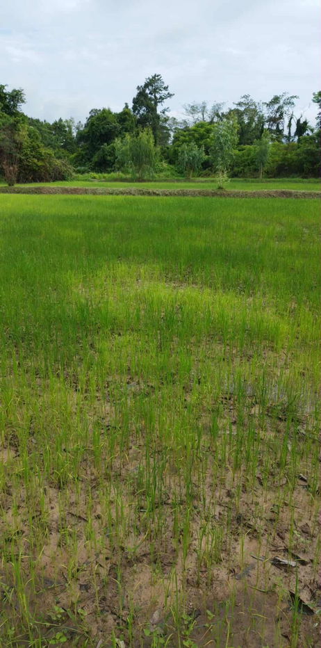 รูป ขายที่ดิน 1 ไร่ ใกล้คำชะโนดจังหวัดอุดรธานี - รูปที่ 2/6