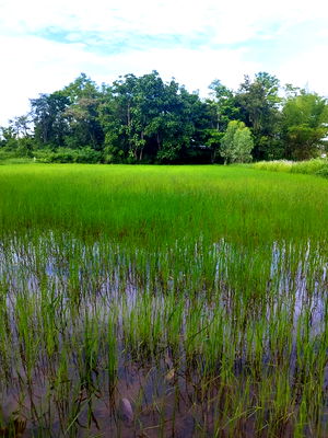 ที่ดิน บ้านดุง อุดรธานี : ขายที่ดิน 1 ไร่ ใกล้คำชะโนดจังหวัดอุดรธานี
