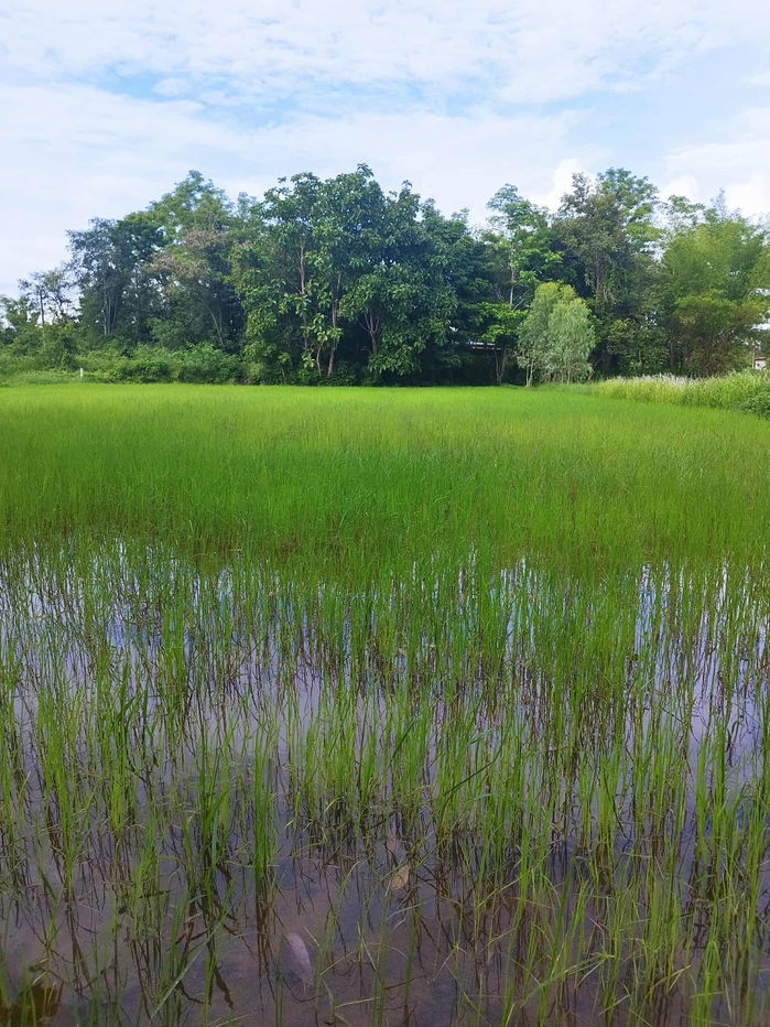 รูป ขายที่ดิน 1 ไร่ ใกล้คำชะโนดจังหวัดอุดรธานี - รูปที่ 1/6