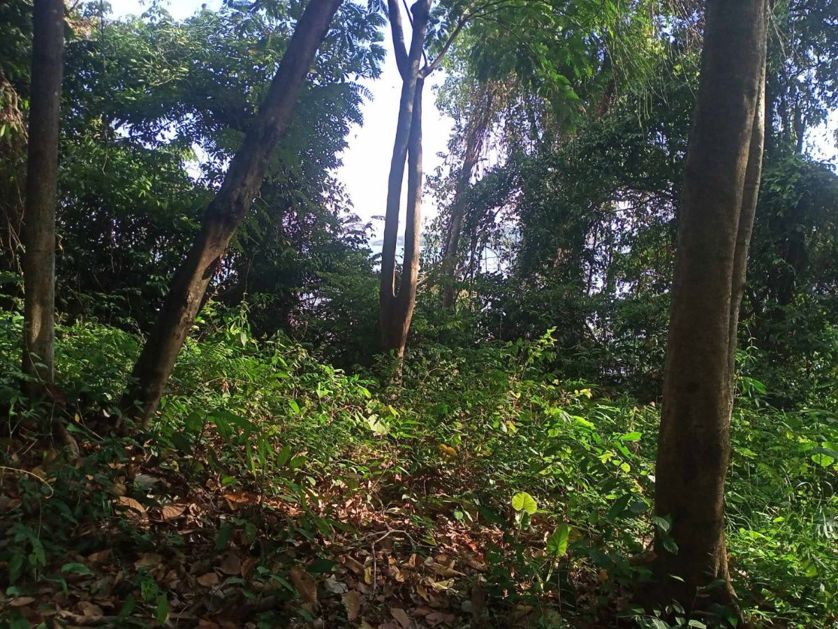 รูป 🌴🔥 ขายที่ดินวิวทะเลสุดปัง! เกาะสิเหร่ จ.ภูเก็ต 🔥🌴  📌 ที่ดินทำเลทอง 3 แปลงติดกัน ✅ - รูปที่ 11/15