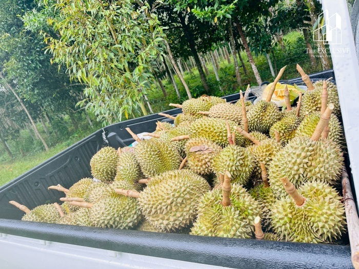 รูป ขายสวนทุเรียน พร้อมเก็บเกี่ยวผลผลิตได้ทันที! ไม่ต้องรอปลูกใหม่ สร้างรายได้ต่อเนื่องทันที - รูปที่ 6/14