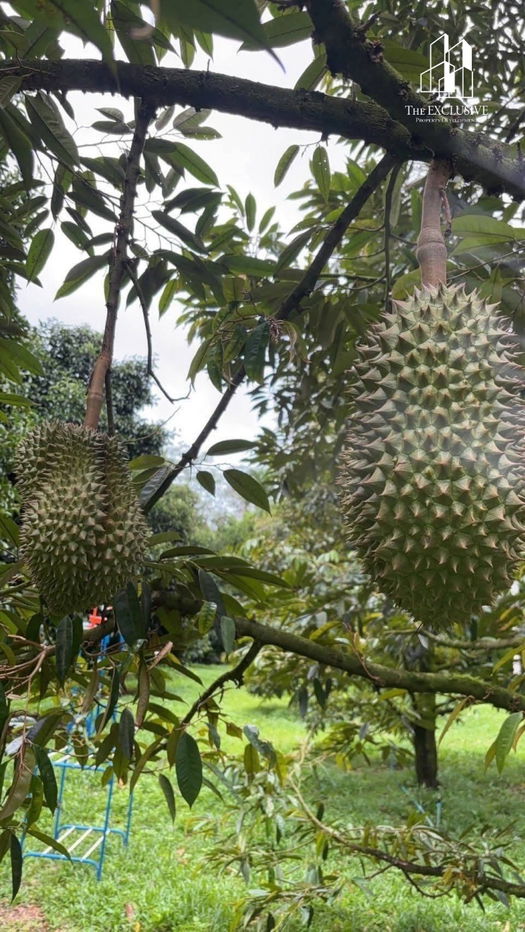 รูป ขายสวนทุเรียน พร้อมเก็บเกี่ยวผลผลิตได้ทันที! ไม่ต้องรอปลูกใหม่ สร้างรายได้ต่อเนื่องทันที - รูปที่ 4/14