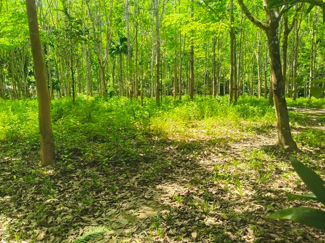 picture Land for sale, suitable for investment . Located near tourist attractions. Sell by Owner. - 2/7