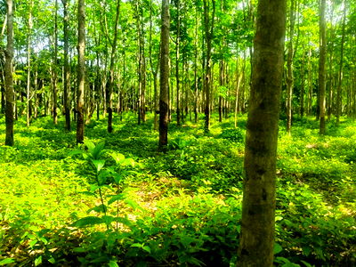 Land for sale Surat Thani : Land for sale, suitable for investment . Located near tourist attractions. Sell by Owner.