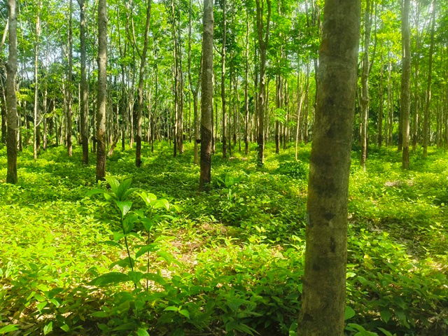 picture Land for sale, suitable for investment . Located near tourist attractions. Sell by Owner. - 1/7