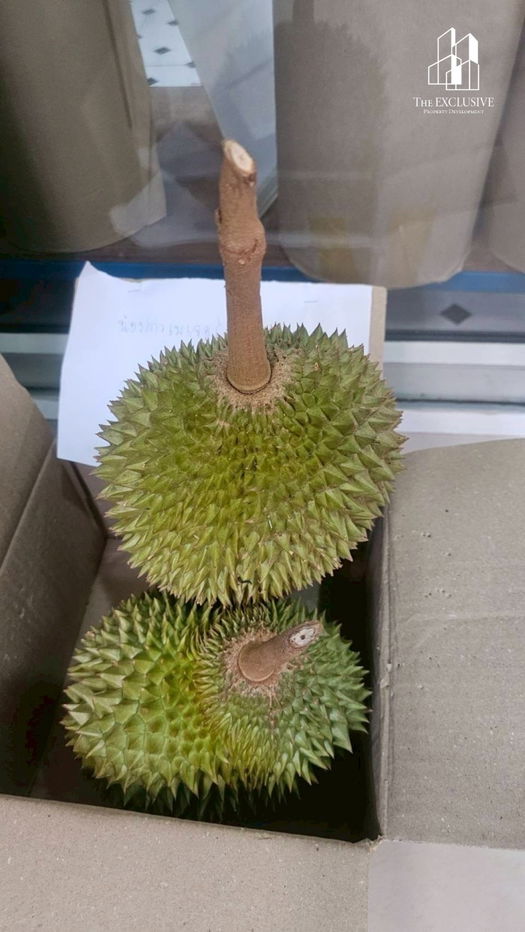 รูป ขายสวนทุเรียน พร้อมเก็บเกี่ยวผลผลิตได้ทันที! ไม่ต้องรอปลูกใหม่ สร้างรายได้ต่อเนื่องทันที - รูปที่ 14/14
