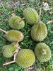 listing thumbnail image 11