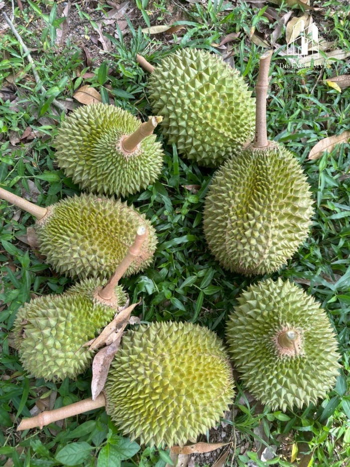 รูป ขายสวนทุเรียน พร้อมเก็บเกี่ยวผลผลิตได้ทันที! ไม่ต้องรอปลูกใหม่ สร้างรายได้ต่อเนื่องทันที - รูปที่ 12/14