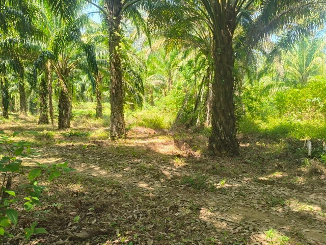 picture Land for sale, suitable for investment . Located near tourist attractions. Sell by Owner. - 4/7