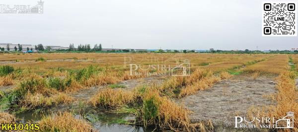 รูป ที่สวยสร้างโกดัง 38 ไร่เศษ หน้ากว้างถึง 200 ม. ติดถนนที่รถเทรลเลอร์เข้าออกสบาย ใกล้ถนนบ้านแพ้ว พระราม 2 คุ้มค่ากว่าที่อื่นๆ 17% - KK1044S - รูปที่ 2/5