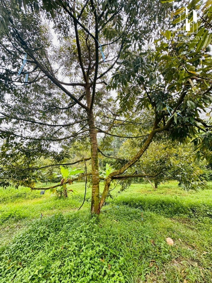 รูป ขายสวนทุเรียน พร้อมเก็บเกี่ยวผลผลิตได้ทันที! ไม่ต้องรอปลูกใหม่ สร้างรายได้ต่อเนื่องทันที - รูปที่ 3/14