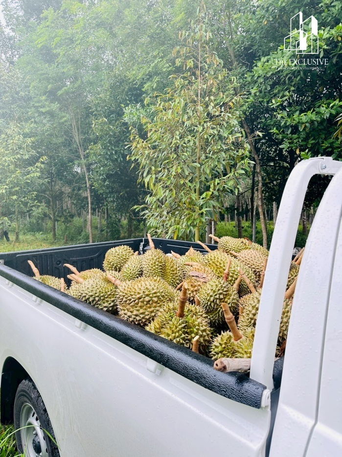 รูป ขายสวนทุเรียน พร้อมเก็บเกี่ยวผลผลิตได้ทันที! ไม่ต้องรอปลูกใหม่ สร้างรายได้ต่อเนื่องทันที - รูปที่ 5/14