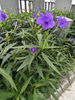 listing thumbnail image 17
