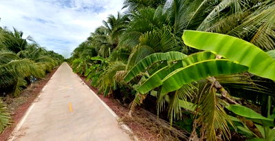 ที่ดิน ราชบุรี : ที่ดินดำเนินสะดวก ตำบลท่านัด ราชบุรี 6 ไร่กว่า หน้าที่ดินแบ่งเป็นทางสาธารณประโยชน์แล้ว ใกล้แหล่งชุมชน ตลาดน้ำดำเนินสะดวก