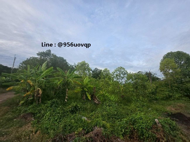 picture sss502 Land for sale, Khlong 3, Khlong Luang, near Wat Dhammakaya - 3/7