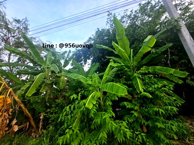 ที่ดิน รังสิต คลองสาม  : sss502 ขายที่ดิน คลอง 3 คลองหลวง ใกล้ตลาดไท 