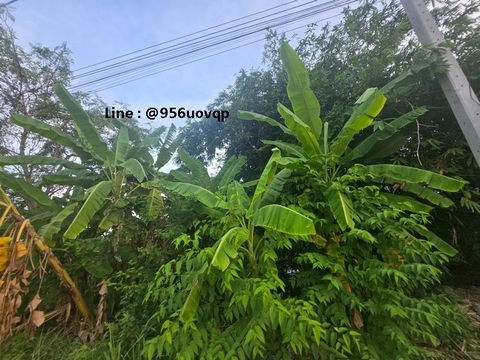 sss502 Land for sale, Khlong 3, Khlong Luang, near Wat Dhammakaya