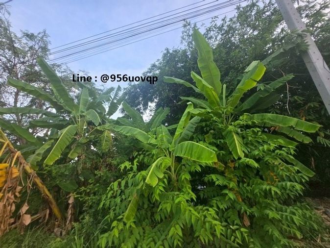 sss502 ขายที่ดิน คลอง 3 คลองหลวง ใกล้ตลาดไท 