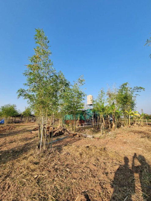 picture Land for Sale – 93 Rai Only 120,000 THB per Rai, Khon Kaen - 8/13