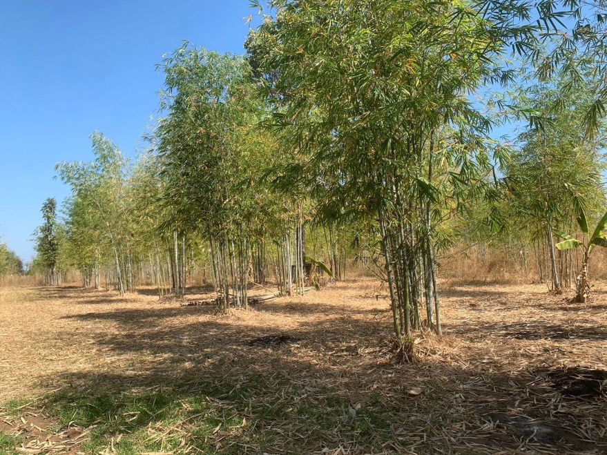 picture Land for Sale – 93 Rai Only 120,000 THB per Rai, Khon Kaen - 4/13