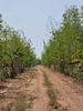 listing thumbnail image 11