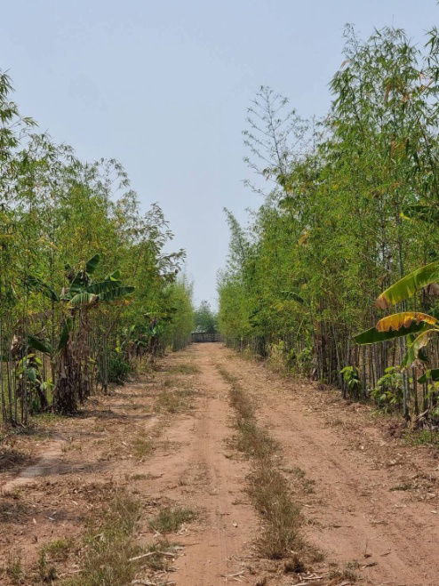 picture Land for Sale – 93 Rai Only 120,000 THB per Rai, Khon Kaen - 12/13