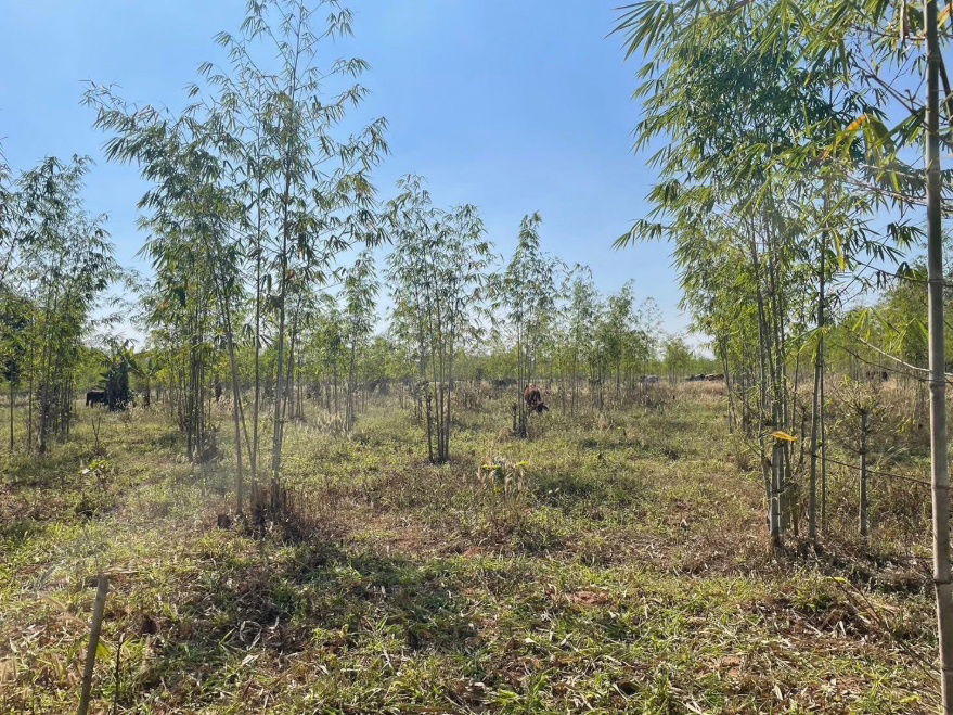 picture Land for Sale – 93 Rai Only 120,000 THB per Rai, Khon Kaen - 6/13