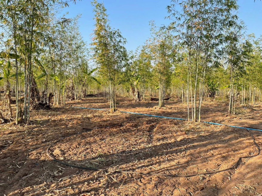 picture Land for Sale – 93 Rai Only 120,000 THB per Rai, Khon Kaen - 9/13