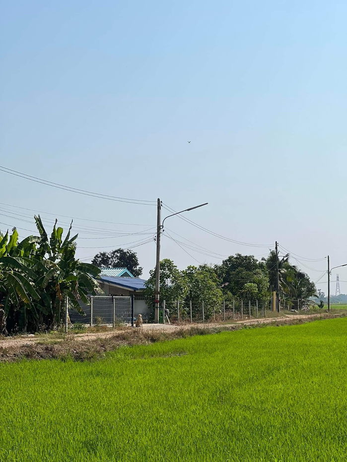 รูป ขายที่ดิน 60 ไร่ ตำบลบึงบอน อำเภอหนองเสือ จังหวัดปทุมธานี 1,500,000 บาท/ไร่ - รูปที่ 3/7