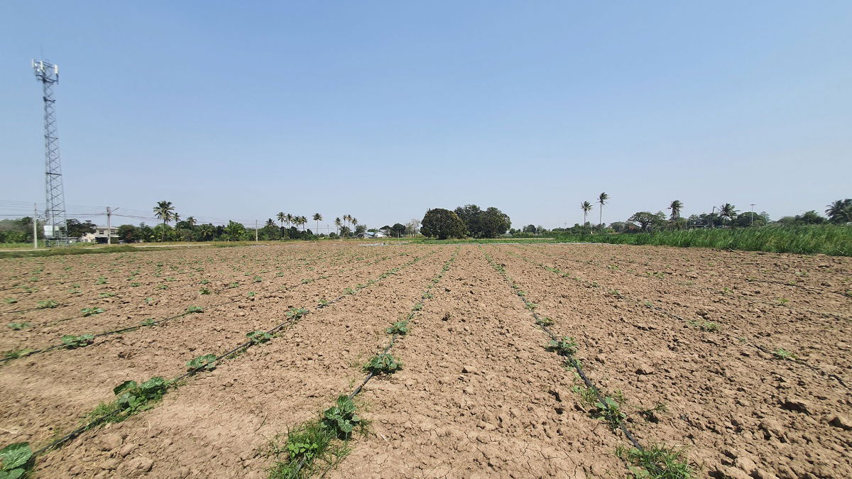 picture Good Feng Shui, excellent location, beautiful, cheap, connected to 3 roads, connected to a large irrigation canal, high land. - 3/7