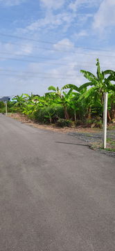 ที่ดิน 1 ไร่ (พร้อมสวน) ติดถนนใกล้ทางด่วนมอเตอร์
