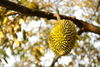 listing thumbnail image 1