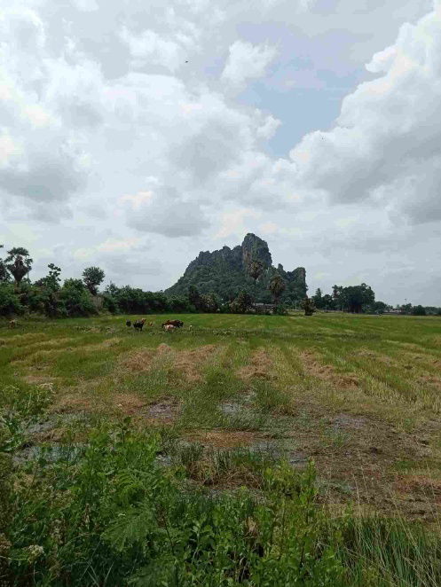 รูป ขายที่ดินเปล่า ชุมชนตลาด  เขาย้อย เพชรบุรี (เหมาะกับลงทุน+เกษตร) - รูปที่ 4/6