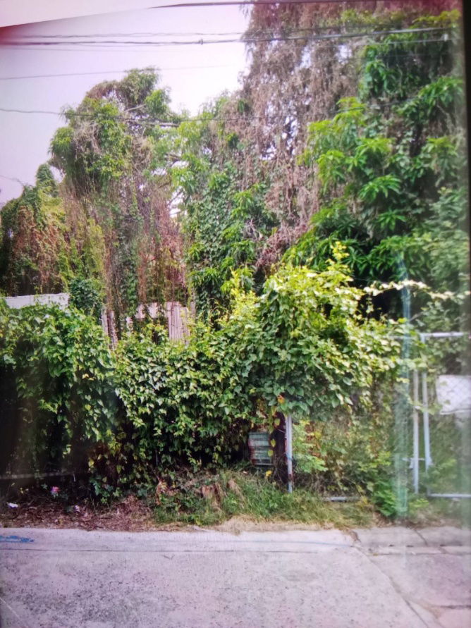 รูป ด่วน ขายถูกที่ดินสุขุมวิท60/1 บางจาก 197 ตร.ว ใกล้ BTSบางจาก ทางขึ้นลงด่วนสุขุมวิท62 ใกล้ห้างโลตัส เข้าเมืองไปเอกมัย ทองหล่อ ไปบางนาก็สะดวก 0879074045 - รูปที่ 3/3