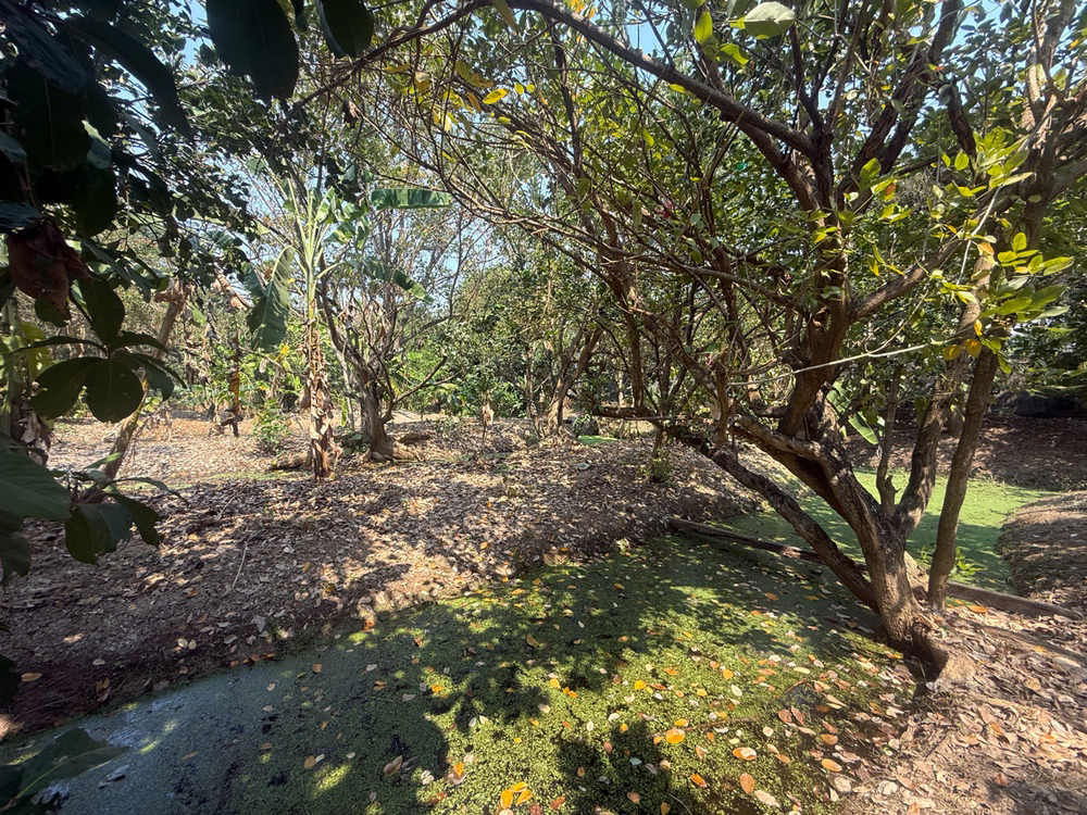 picture Call : 081-259-1385 Land for rent 3 rai in Rattanathibet, Soi Sai Ma 14, Mueang Nonthaburi, Width 11 meters, Near MRT Sai Ma Station - 9/12