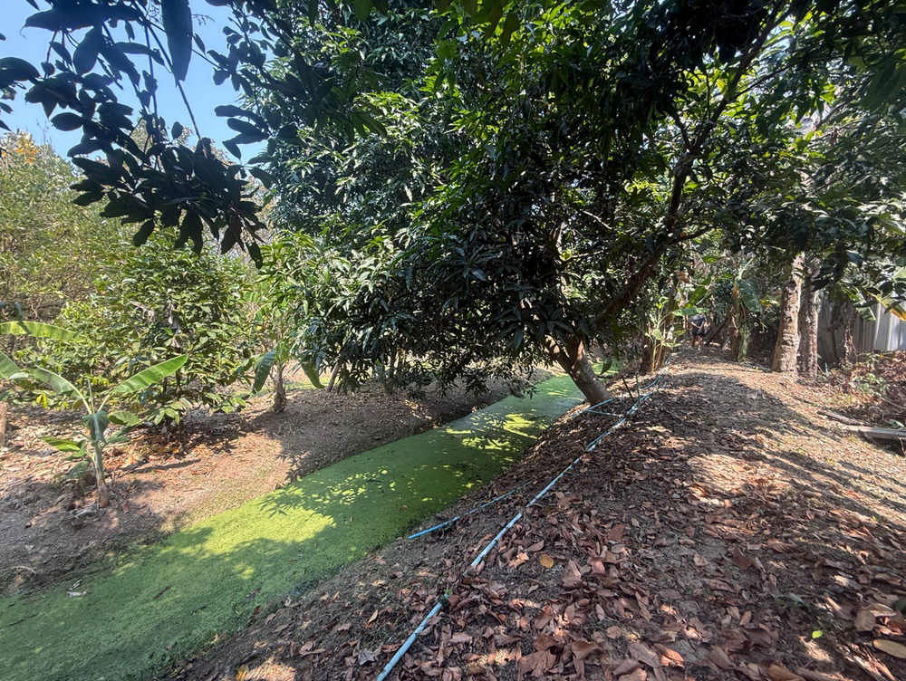 picture Call : 081-259-1385 Land for rent 3 rai in Rattanathibet, Soi Sai Ma 14, Mueang Nonthaburi, Width 11 meters, Near MRT Sai Ma Station - 8/12