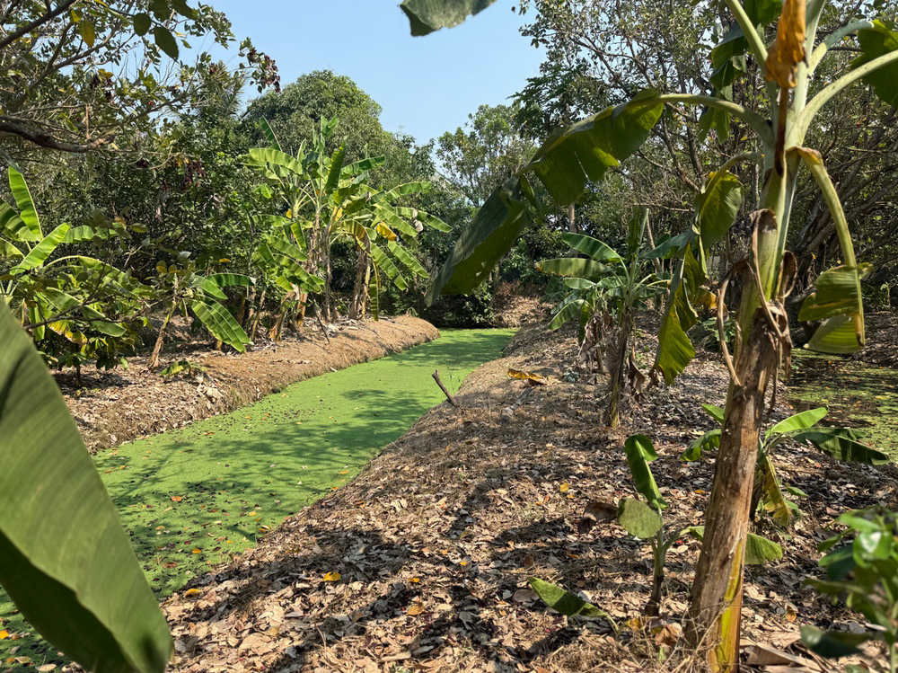 picture Call : 081-259-1385 Land for rent 3 rai in Rattanathibet, Soi Sai Ma 14, Mueang Nonthaburi, Width 11 meters, Near MRT Sai Ma Station - 5/12