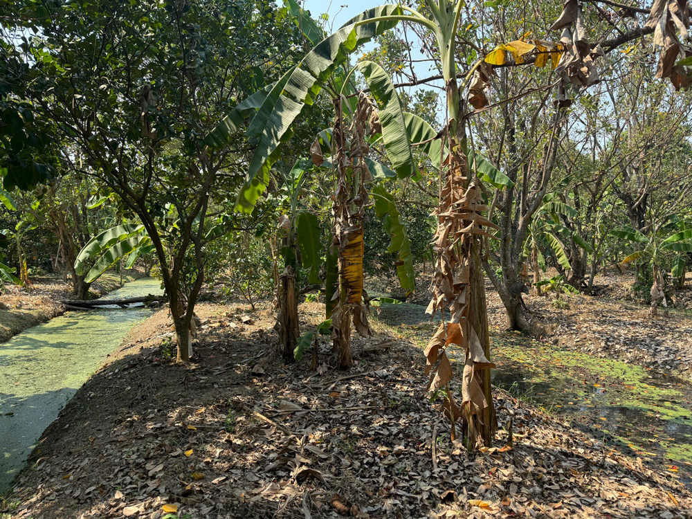 picture Call : 081-259-1385 Land for rent 3 rai in Rattanathibet, Soi Sai Ma 14, Mueang Nonthaburi, Width 11 meters, Near MRT Sai Ma Station - 7/12