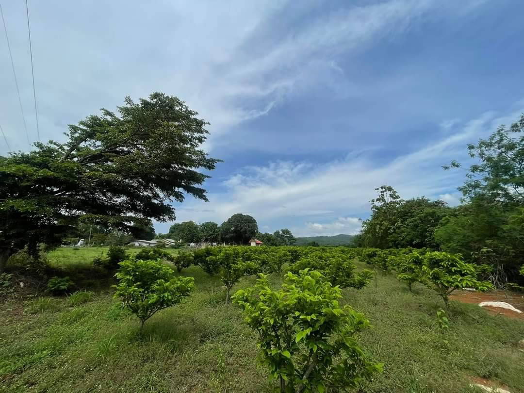 รูป ขายที่เขาใหญ่ หมูสี ปากช่อง 3ไร่ ใกล้ธนะรัชต์ ติดลาดยาง ที่สวนน้อยหน่า วิวเขาสวย ใกล้โบนันซ่า ท่าช้าง เดินทางสะดวก ใกล้มอเตอร์เวย์ 0879074045 - รูปที่ 2/3